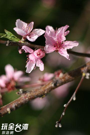 Da Kuan Peach Farm Resort Hualing Экстерьер фото